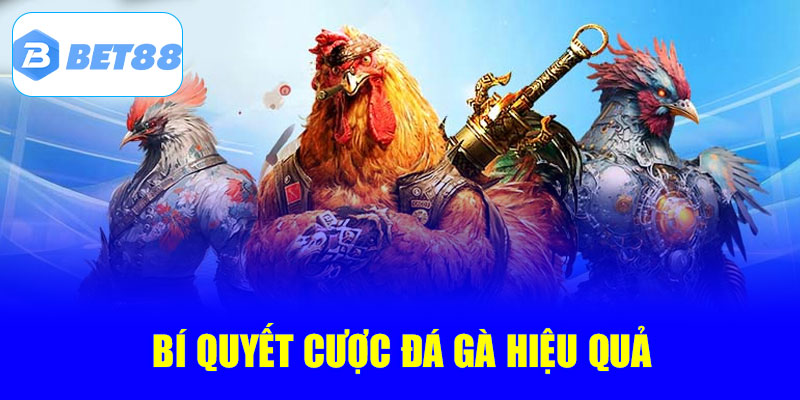 Bí quyết cược hiệu quả tại trường gà Thomo tại Bet88