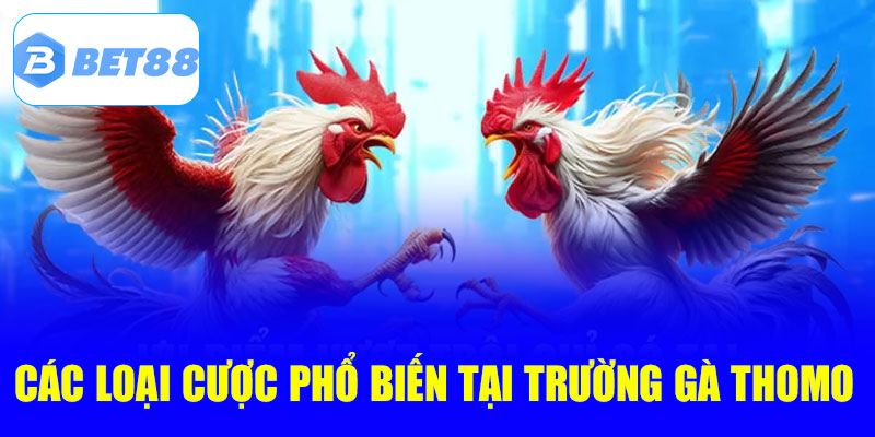 Các kèo cược đá gà phổ biến tại trường gà Thomo 