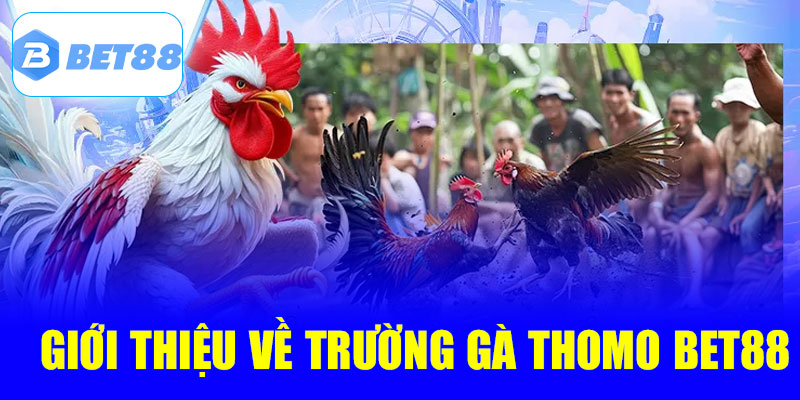 Giới thiệu về trường gà Thomo tại Bet88
