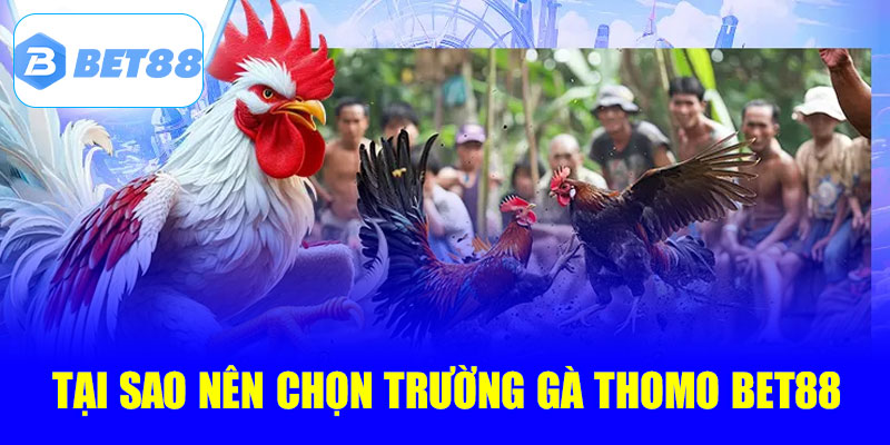 Tại sao nên chọn trường gà Thomo tại Bet88